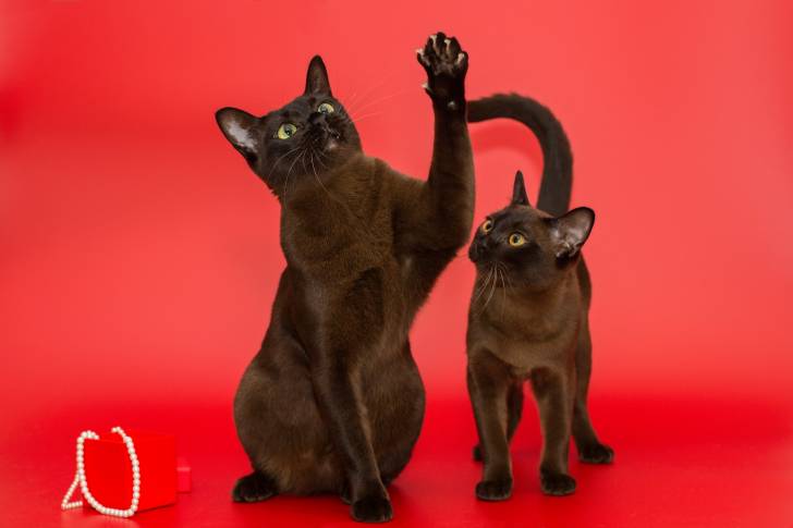 Photo Burmese Américain