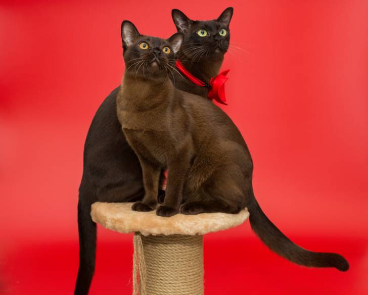 Deux Burmeses Américains perchés sur un arbre à chat