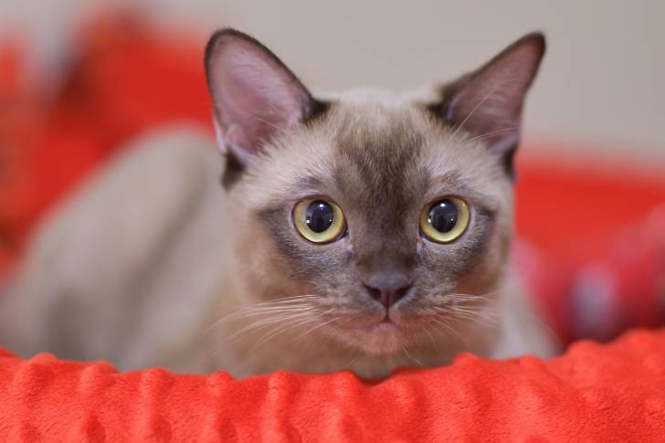 Photo Burmese Américain