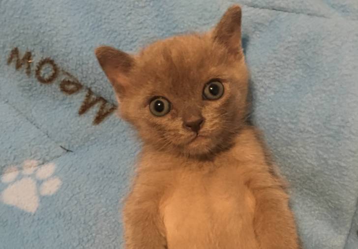 Photo Burmese Américain