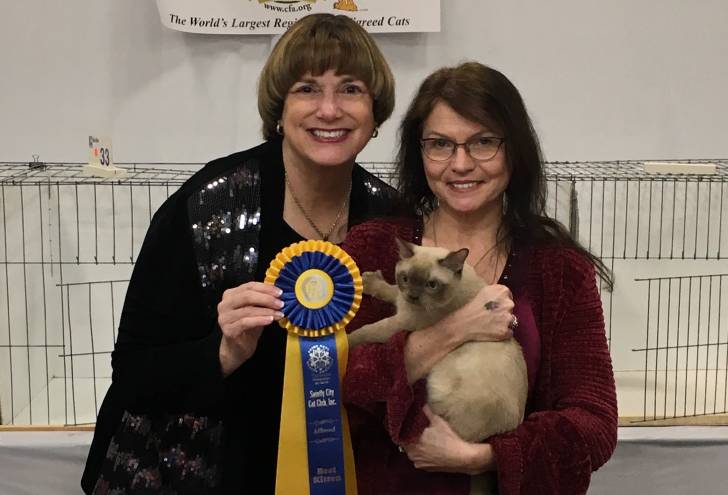 Photo Burmese Américain