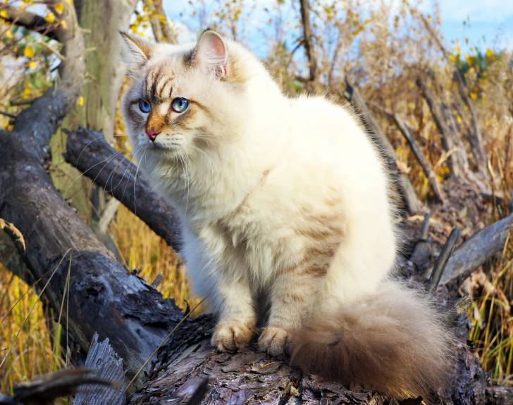Un chat Sibérien colourpoint aux yeux bleus assis sur une branche