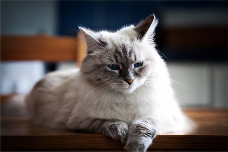 Un chat Sibérien blue point allongé sur une table