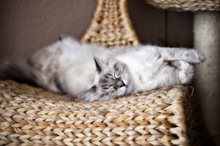 Photo Neva Masquerade