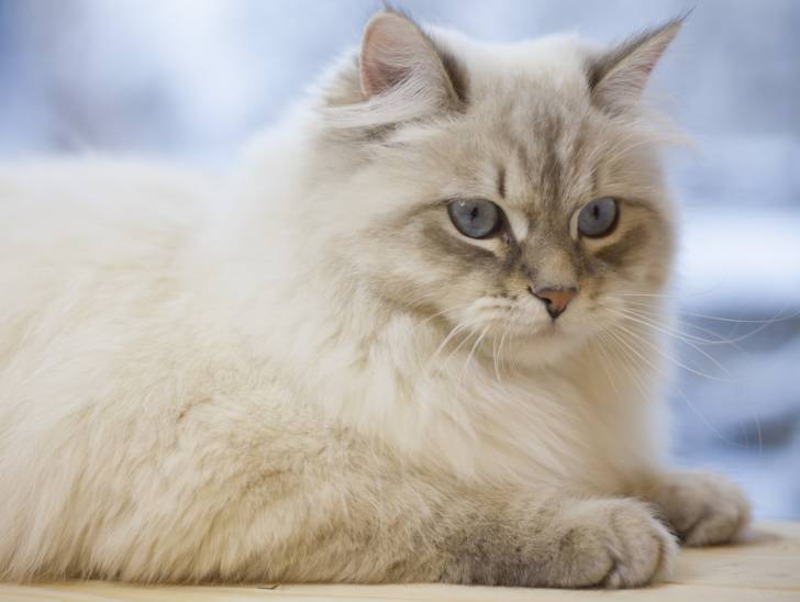 Photo Neva Masquerade