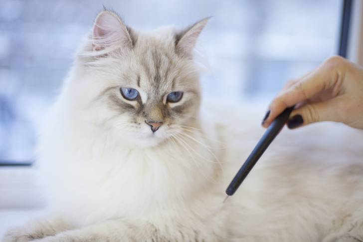 Une femme joue avec un Neva Masquerade blanc aux yeux bleus