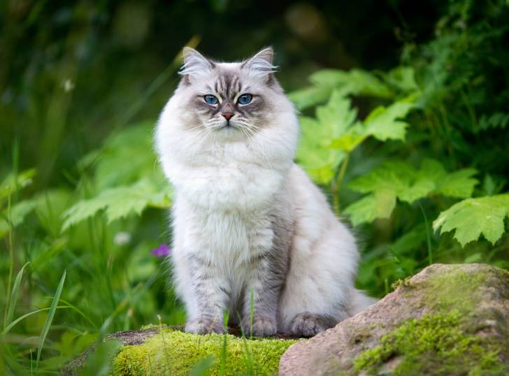 Un très beau Neva Masquerade assis dans le jardin au milieu des plantes