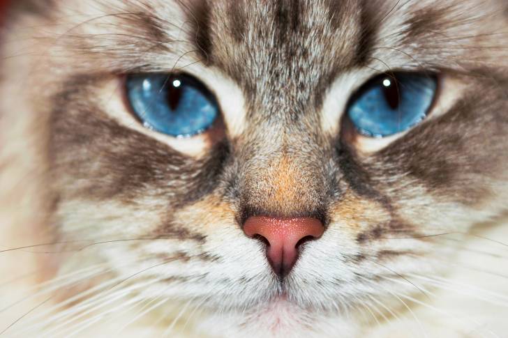 Vue proche des yeux du Neva Masquerade