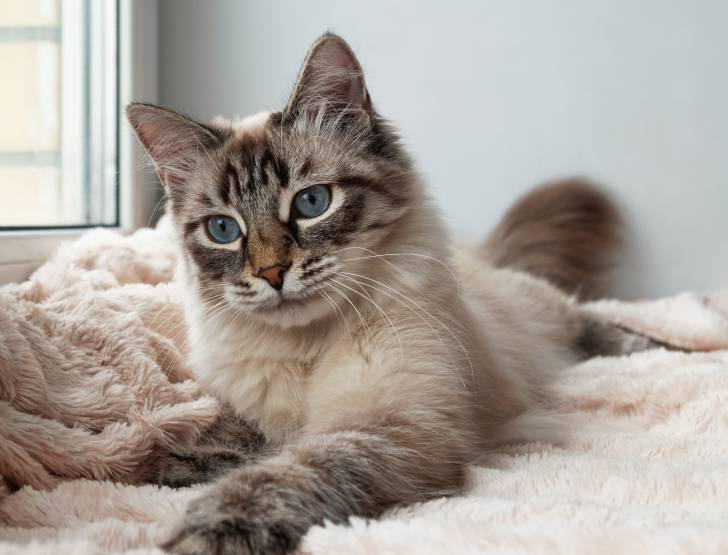 Photo Neva Masquerade