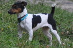 Yumi - Jack Russell (2 ans)