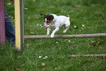 Gibson , allez hop ! Saut d'obstacle - Jack Russell (1 an)