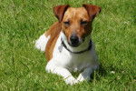 Fly - Jack Russell Mâle (3 ans)