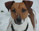 Fly - Jack Russell Mâle (3 ans)