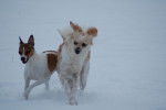 Rusty und Felix - Jack Russell (8 ans)
