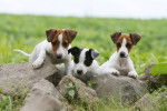 Juppy, Youpi et Fanny - Jack Russell