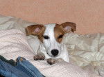 Jack Russell Atlantis - Jack Russell