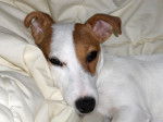 jack Russell Atlantis - Jack Russell