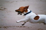 Jack Russell - Jack Russell