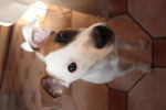 Luna - Jack Russell (8 mois)