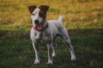 Photo Jack Russell