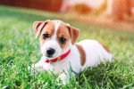 Un chiot Jack Russell qui porte un collier rouge