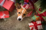 Un Jack Russell se tient au milieu de plusieurs paquets cadeaux