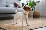 Un Jack Russell dans un appartement