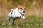 Photo Jack Russell