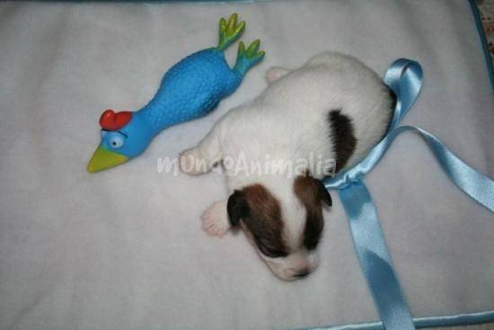 Bella - Jack Russell (4 mois)