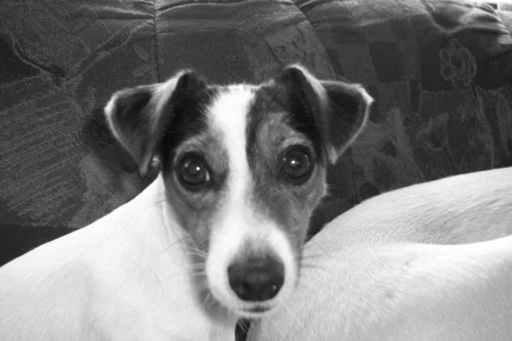 Babe - Jack Russell