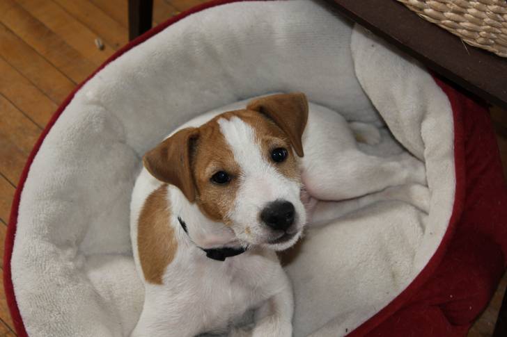 skippy - Jack Russell Mâle (8 mois)
