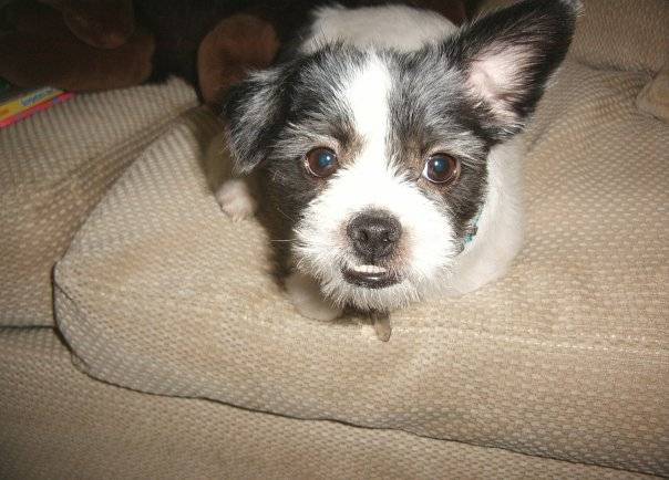 Bob - Jack Russell Mâle (3 ans)