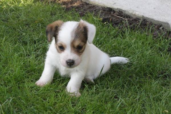 bello - Jack Russell Mâle (2 mois)