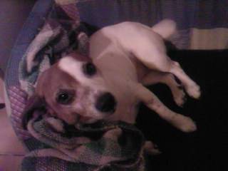 Euridice - Jack Russell (9 ans)
