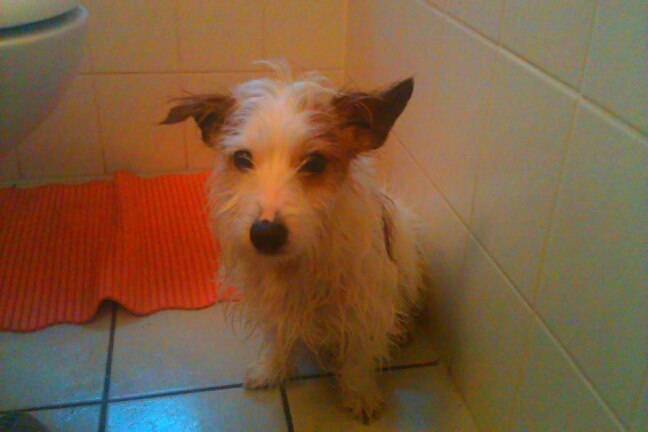 Billi - Jack Russell Mâle (5 ans)