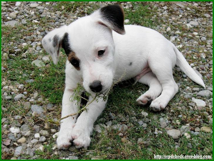 Princesse - Jack Russell (10 mois)