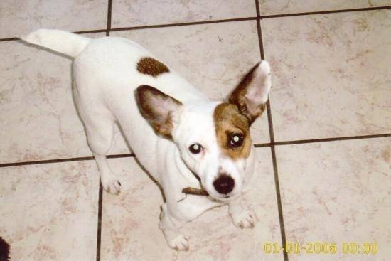 chipie - Jack Russell (6 ans)