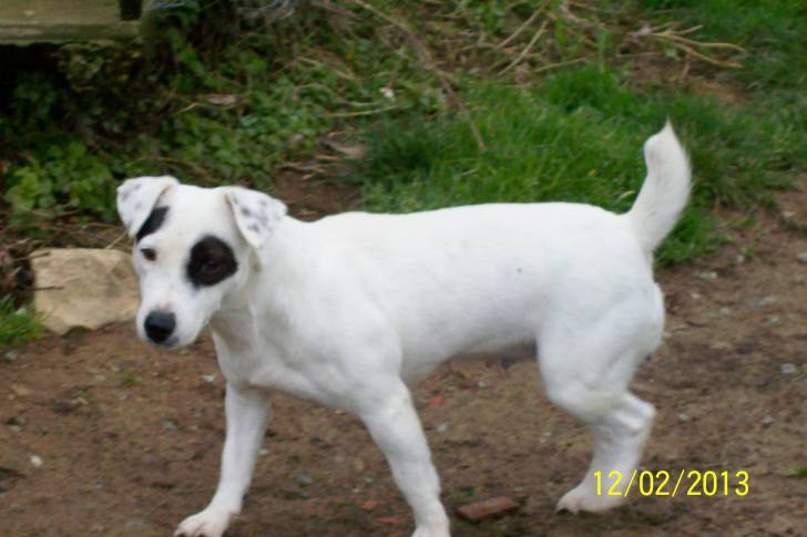 Emmy - Jack Russell (4 ans)