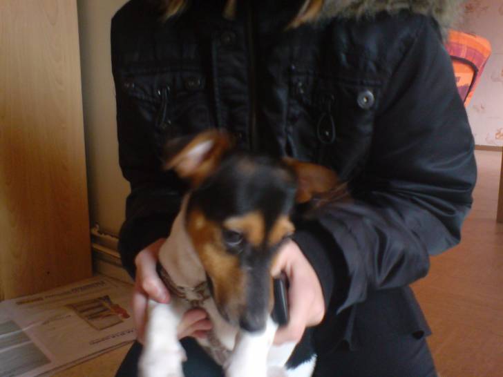 encore Doggy - Jack Russell Mâle (3 ans)