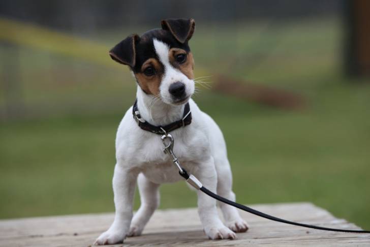 mon bb ! Gibson - Jack Russell (1 an)