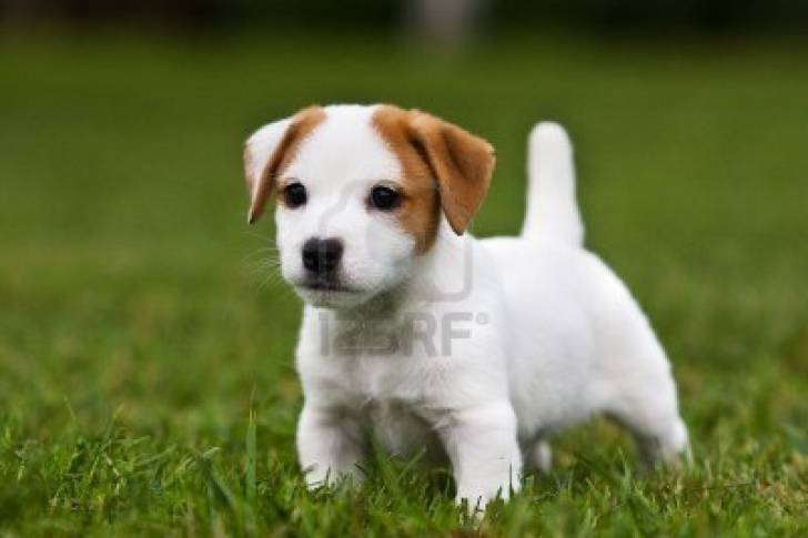 MAnto fantasitque - Jack Russell Mâle (6 mois)