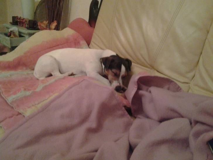 Gibson fait dodo ... - Jack Russell (1 an)