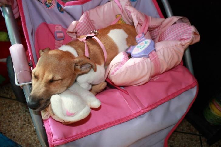iris - Jack Russell (3 mois)