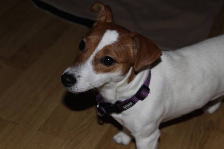 June - Jack Russell (7 mois)
