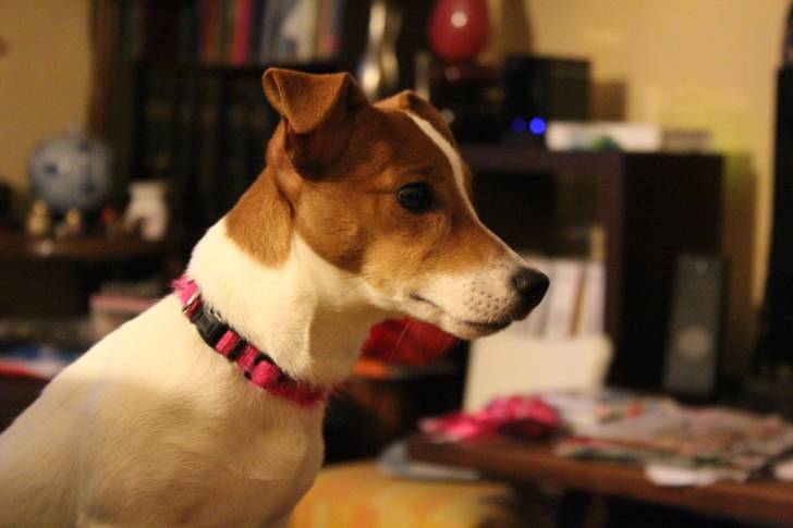 June - Jack Russell (7 mois)