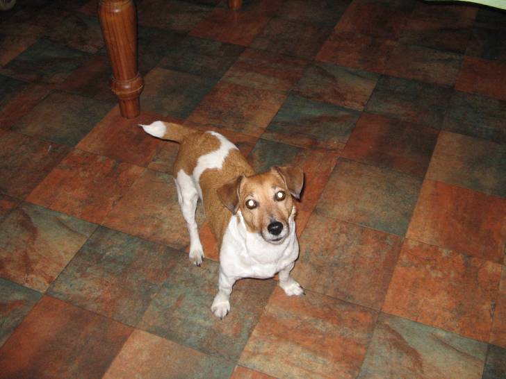 Mandy - Jack Russell (Autre)