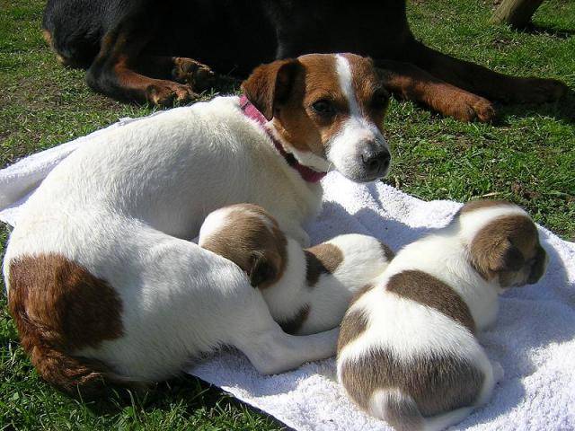 Jack Russell - Sally - Jack Russell