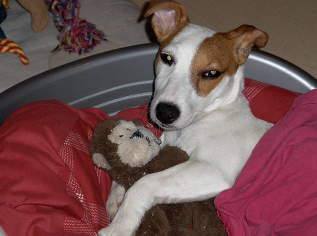 Jack Russell Atlantis - Jack Russell