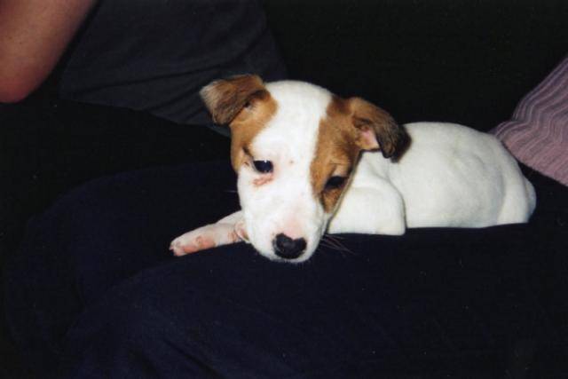 Jack Russell Atlantis - Jack Russell