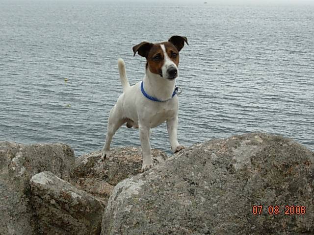 Jack russell - Jack Russell